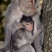 monkey_macaque_balinese_mf_ubud_v_0140_bal0140.jpg